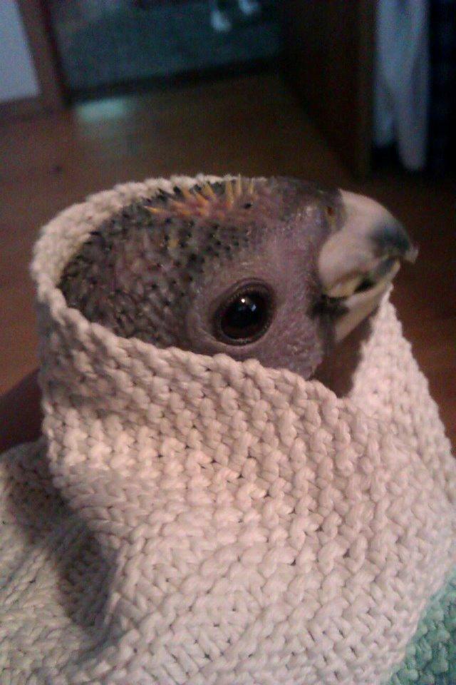 Papegøje unge billede 5