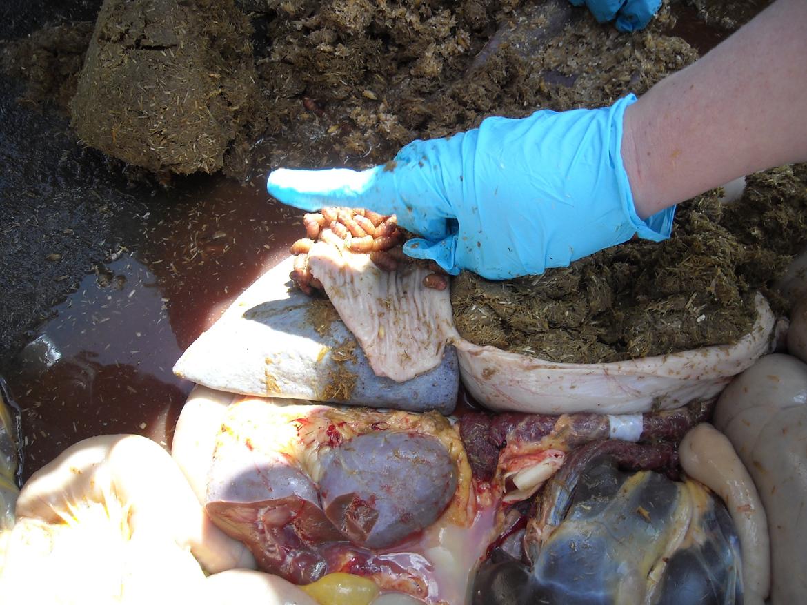 Derfor er det vigtigt at fjerne hestebremse æg - Her sammenlignes størrelsen på larverne med en finger billede 1