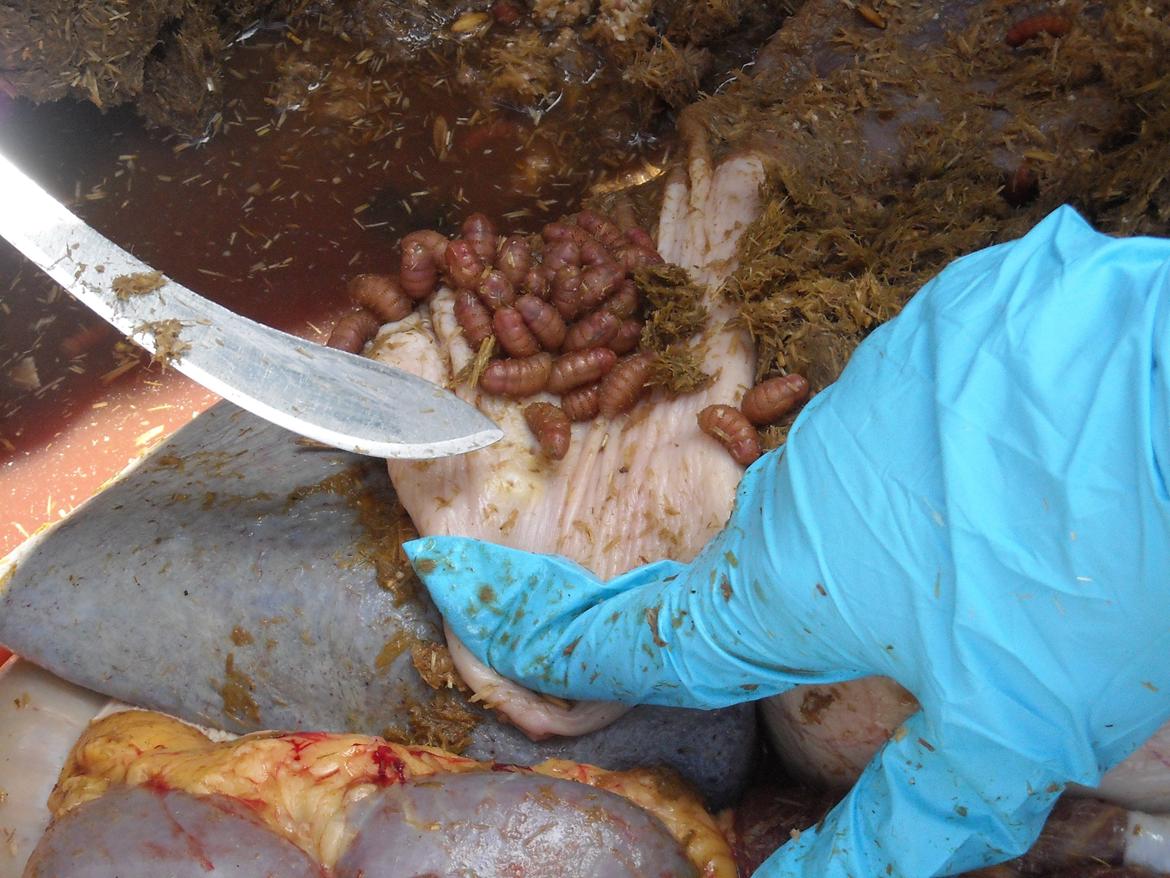 Derfor er det vigtigt at fjerne hestebremse æg billede 2