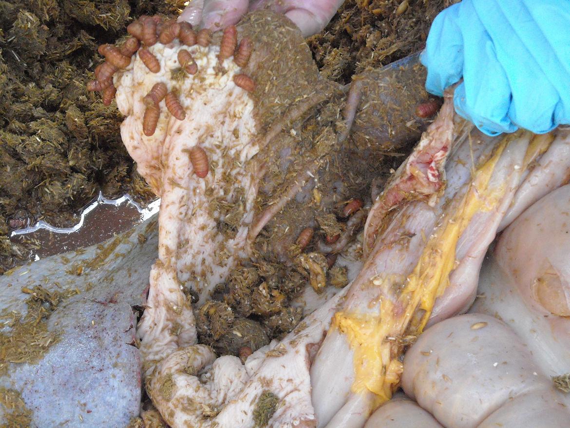 Derfor er det vigtigt at fjerne hestebremse æg billede 3