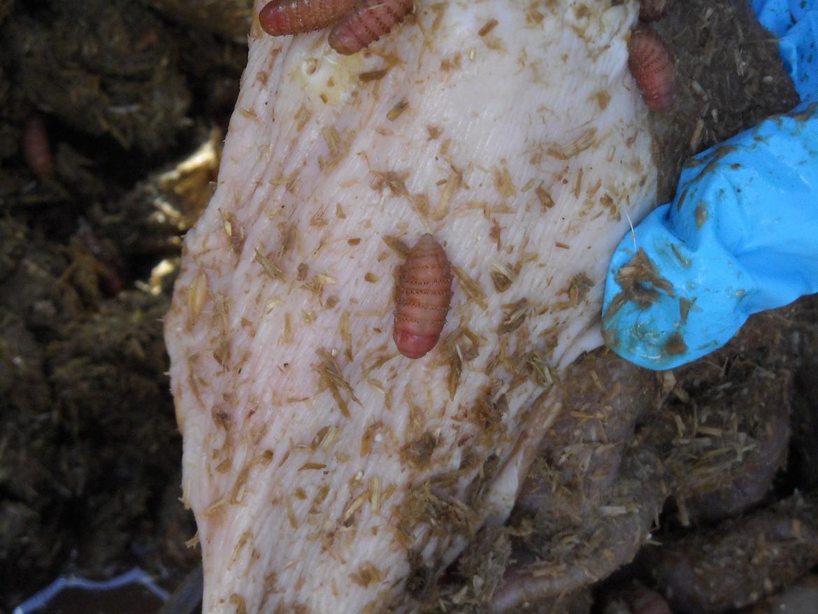 Derfor er det vigtigt at fjerne hestebremse æg billede 4