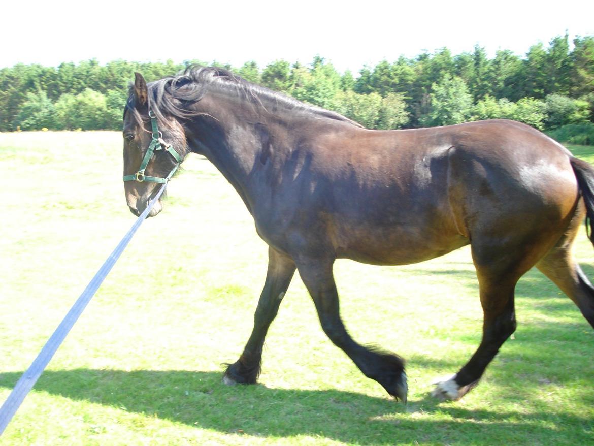 Sir john john,helt nye billeder billede 1