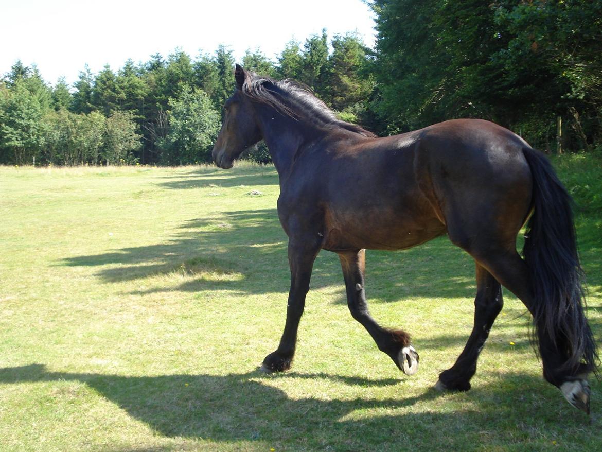 Sir john john,helt nye billeder billede 2