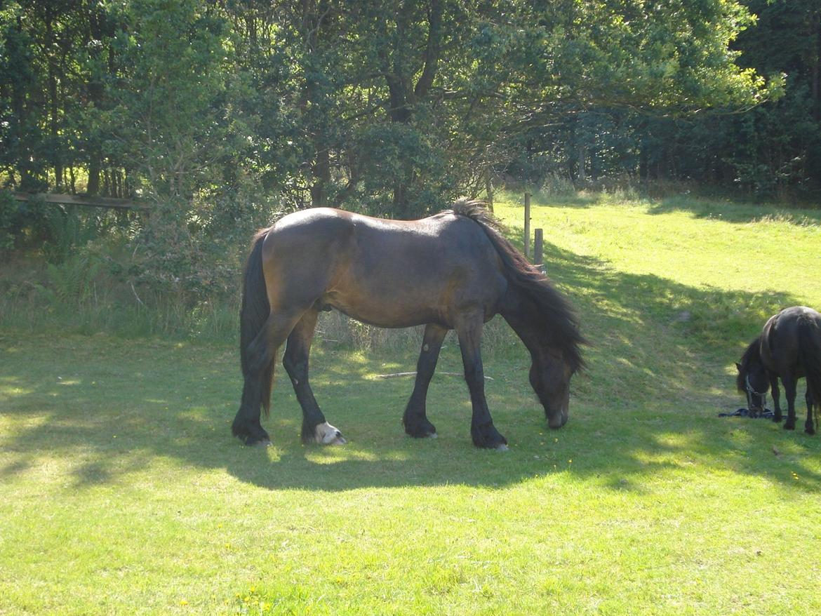 Sir john john,helt nye billeder billede 3