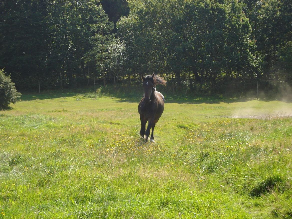 Sir john john,helt nye billeder billede 4