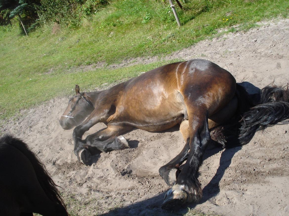 Sir john john,helt nye billeder billede 5