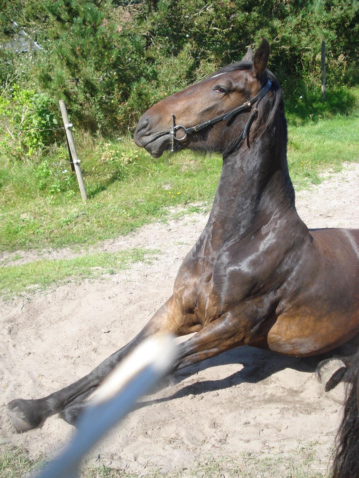 Sir john john,helt nye billeder billede 6