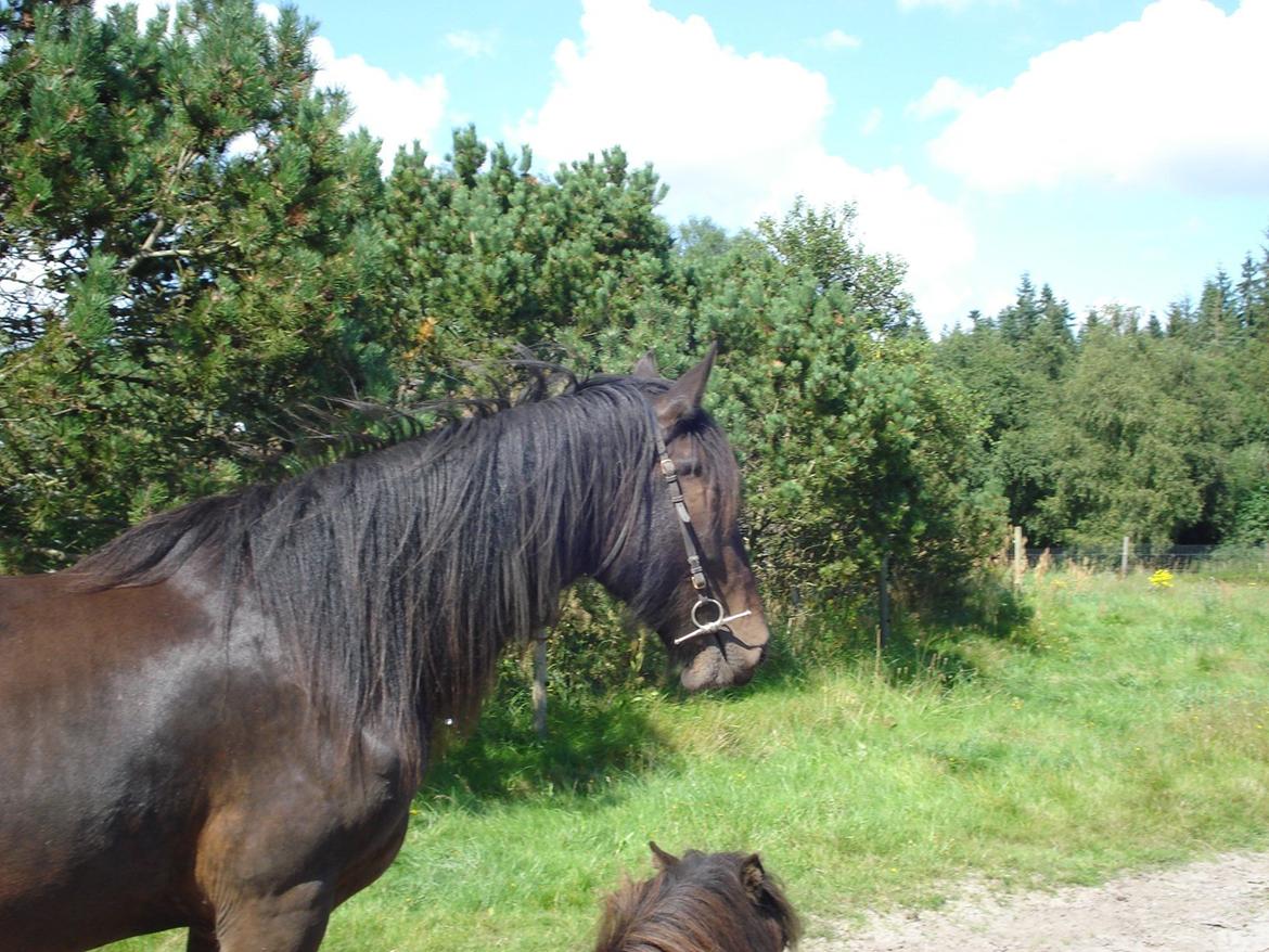 Sir john john,helt nye billeder billede 7