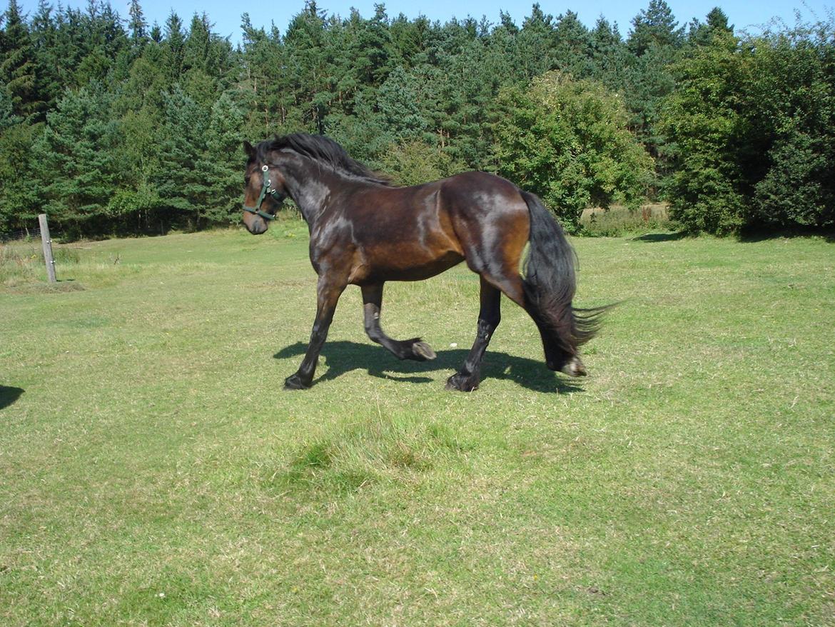 Sir john john,helt nye billeder billede 8