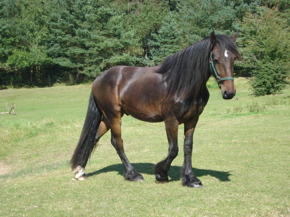 Sir john john,helt nye billeder billede 9