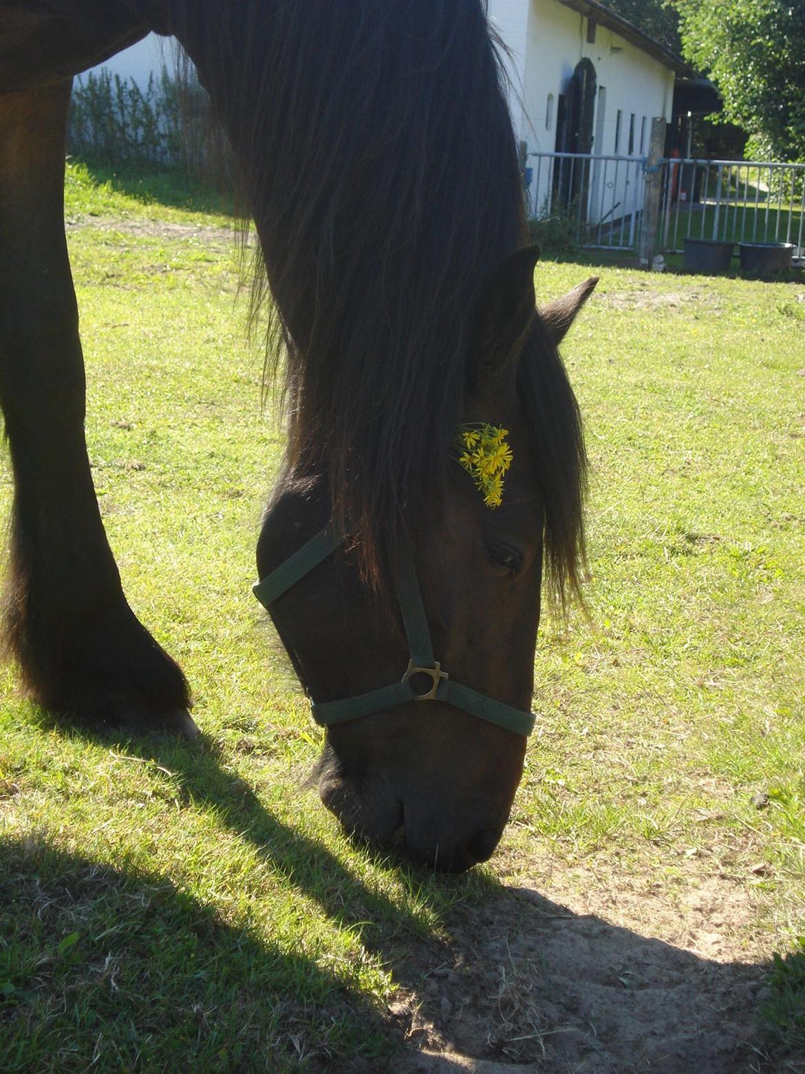 Sir john john,helt nye billeder billede 10