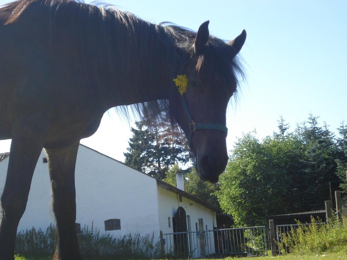 Sir john john,helt nye billeder billede 11