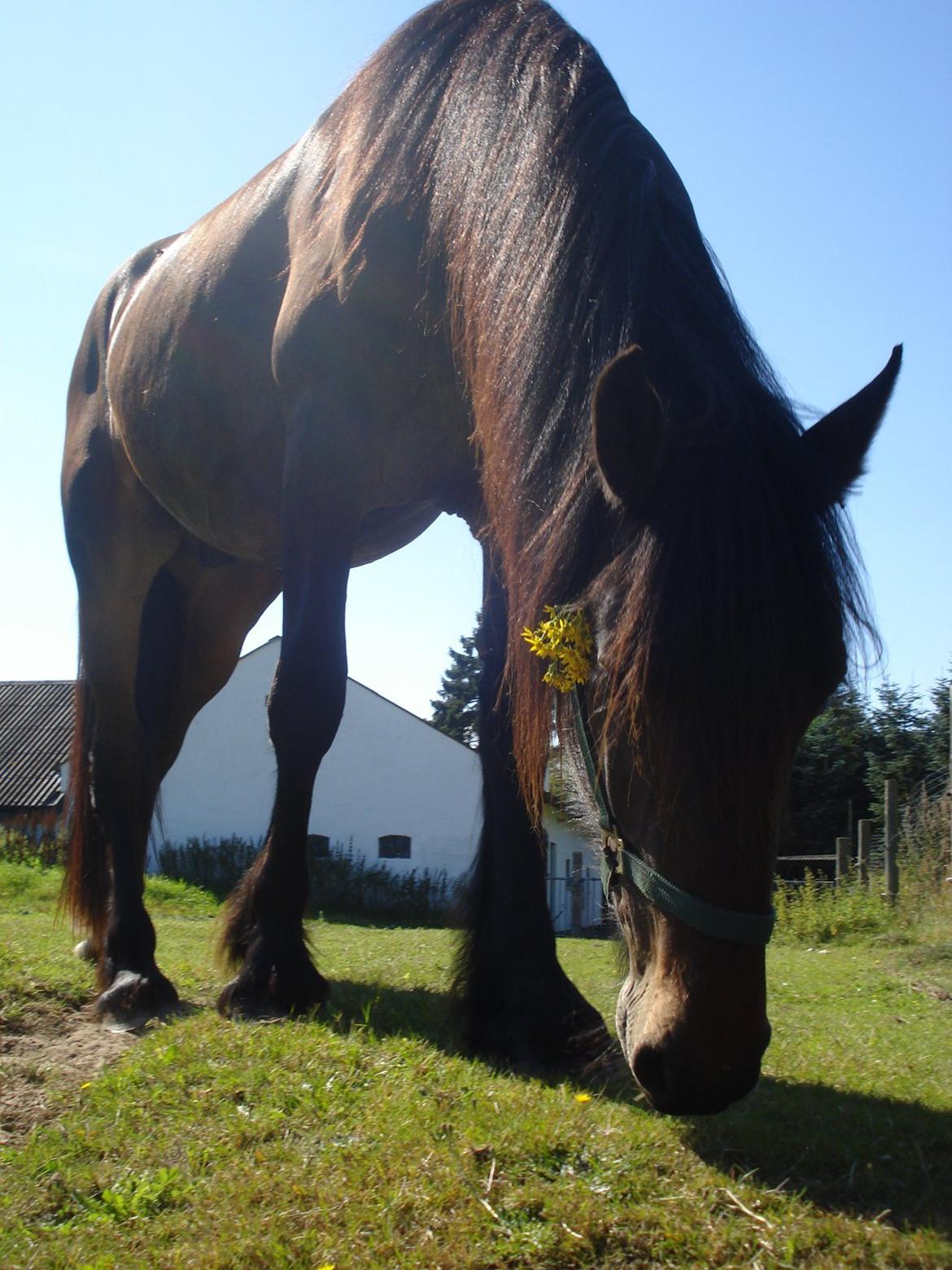 Sir john john,helt nye billeder billede 12