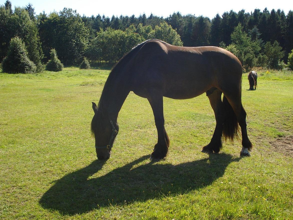 Sir john john,helt nye billeder billede 13