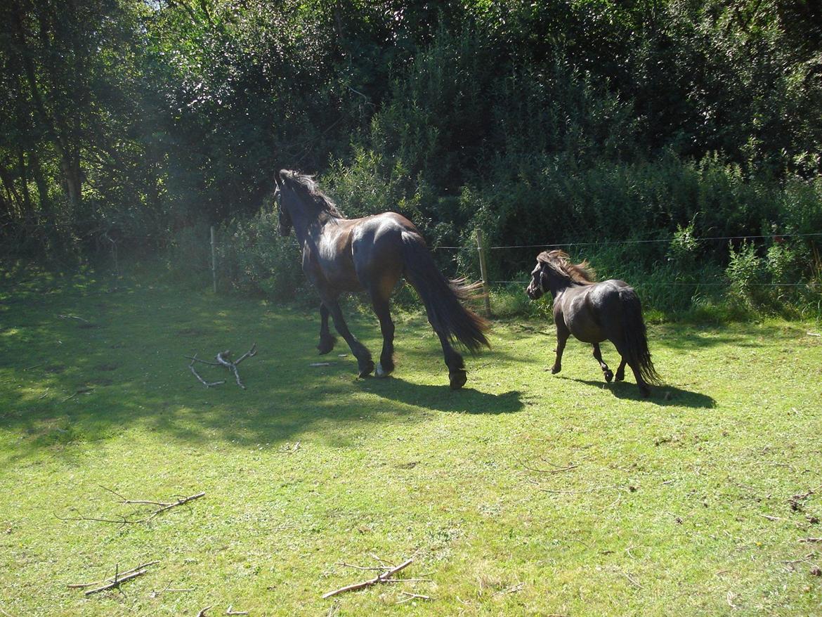 Sir john john,helt nye billeder billede 14