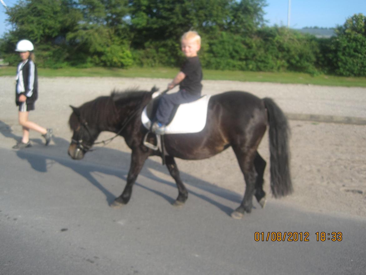 Lille pony med seletøj billede 8