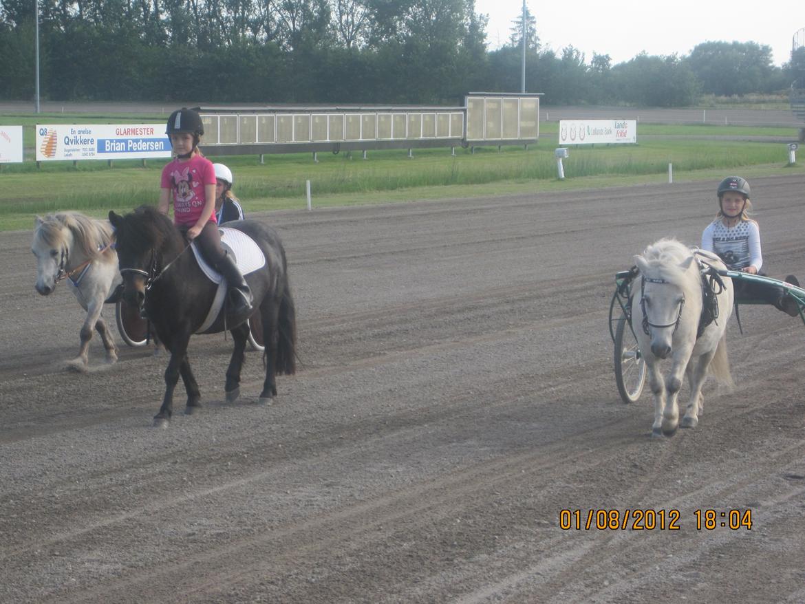Lille pony med seletøj billede 9