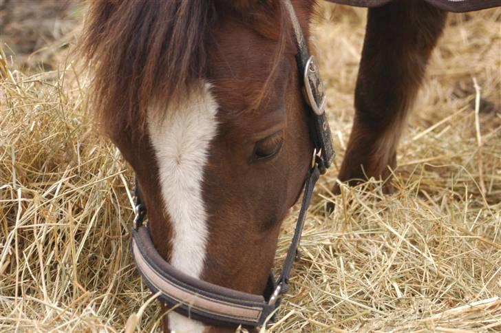 Min dejllige Nanna billede 8