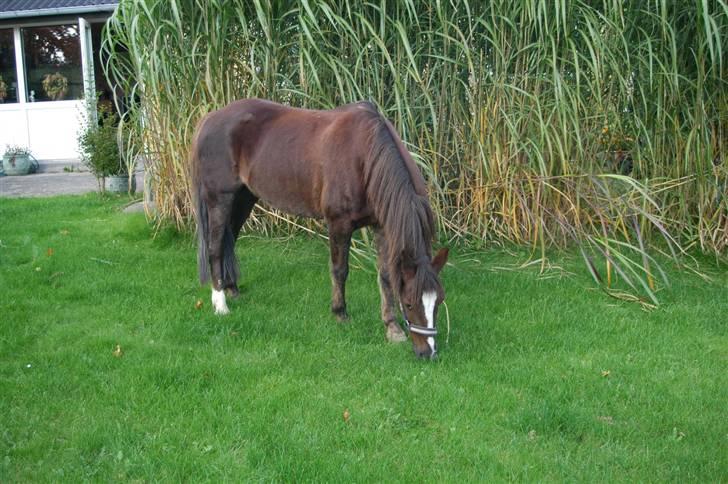 Min dejllige Nanna billede 13