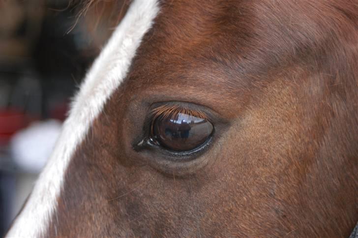 Min dejllige Nanna billede 32