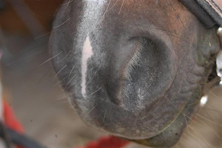 Min dejllige Nanna billede 33