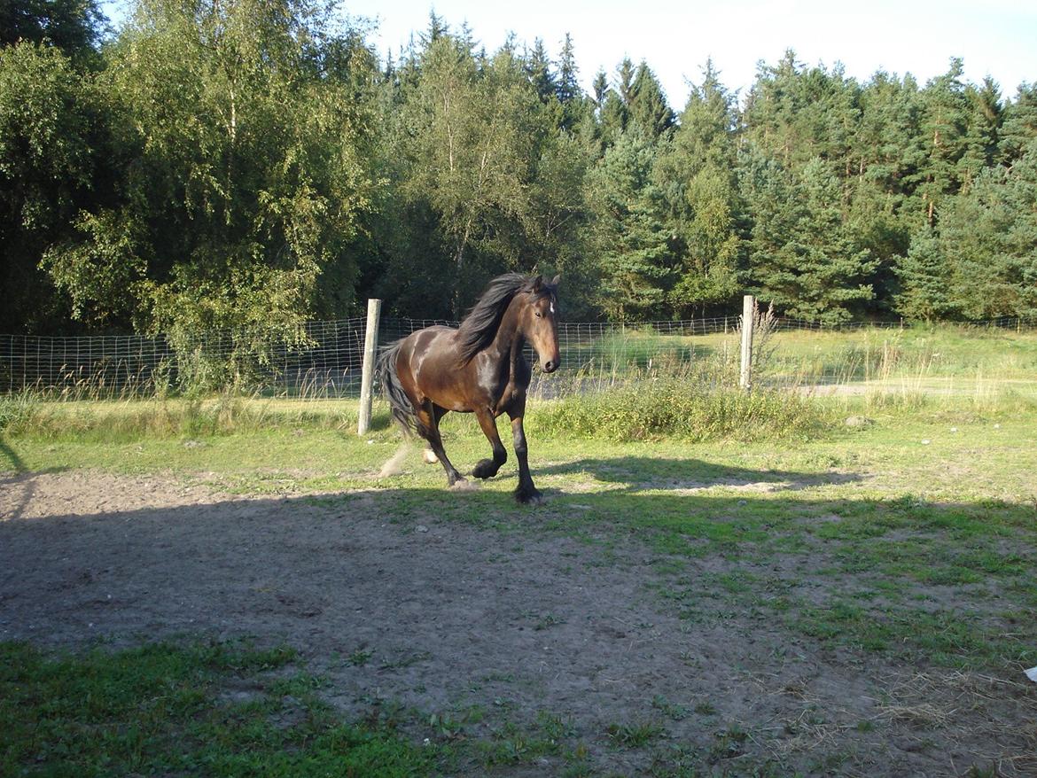 Sir john john,helt nye billeder billede 17