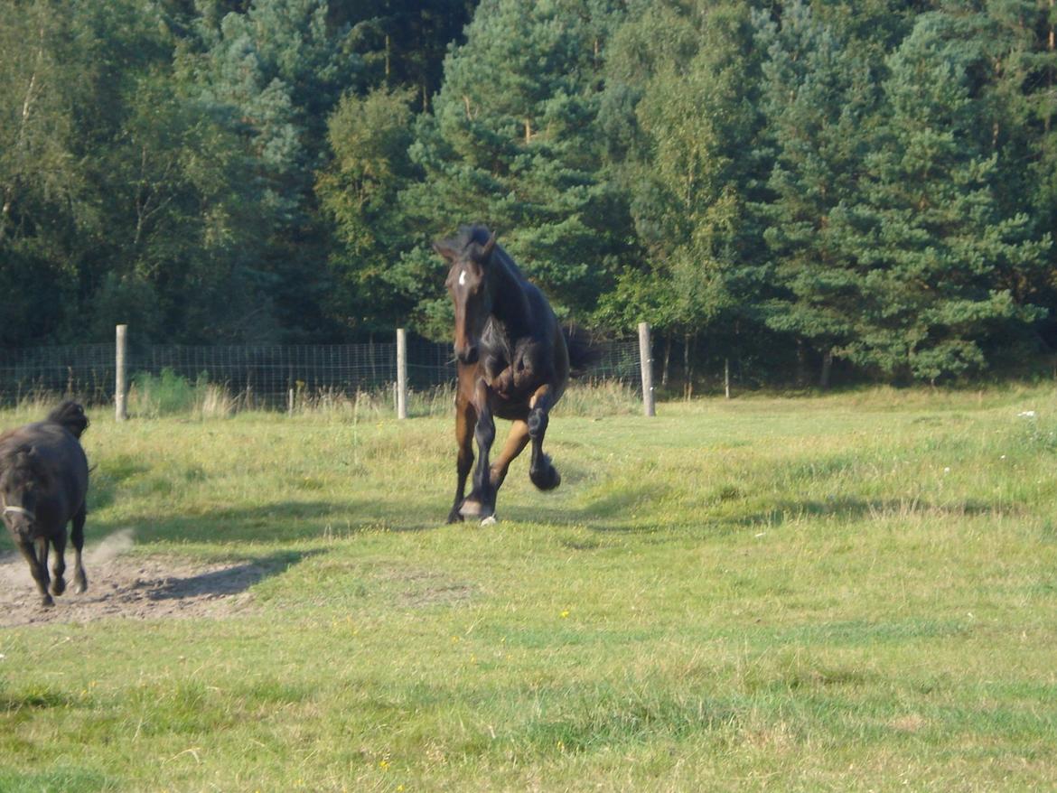 Sir john john,helt nye billeder billede 18