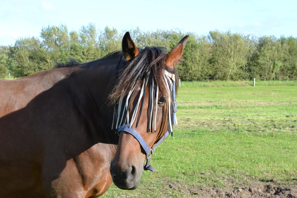 Vores billedebog. - Kaliber og hans seje fluenet! :-D billede 56