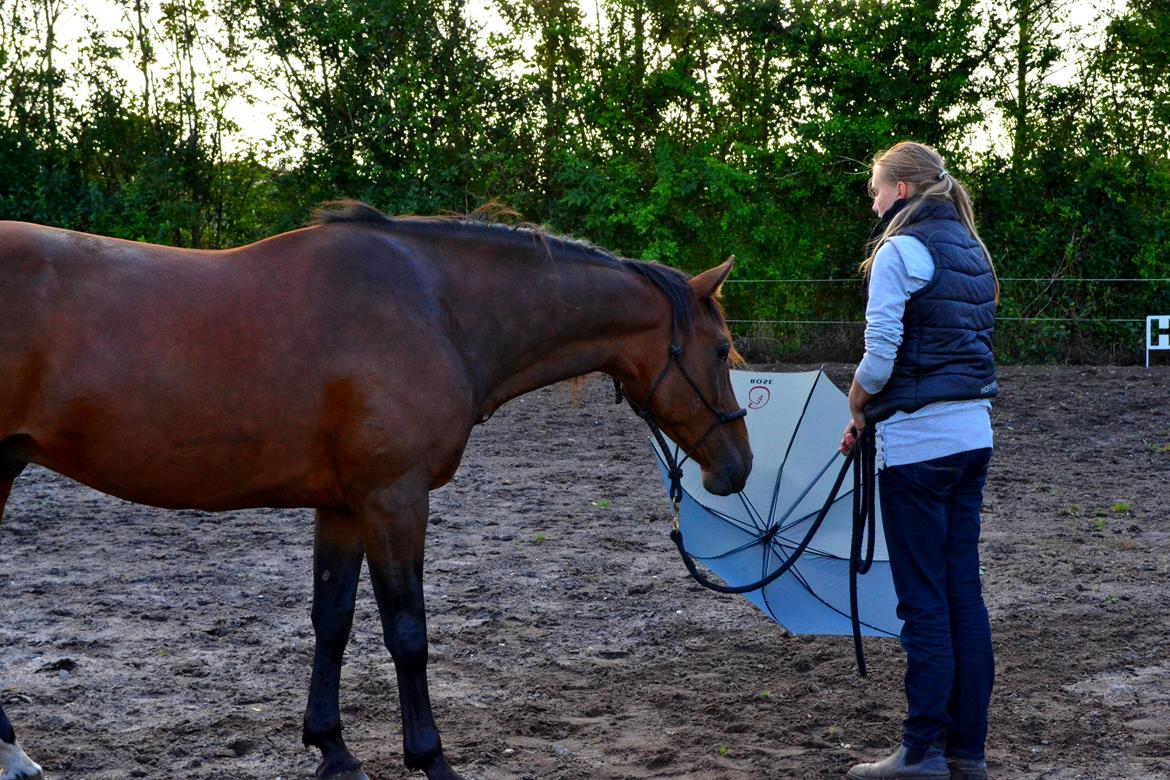 Vores billedebog. - Kalibers første møde med en paraply! :-D Han var totalt cool overfor den, indtil jeg løftede den op! xD Men han faldt til ro, og snuste til den! :-D billede 57