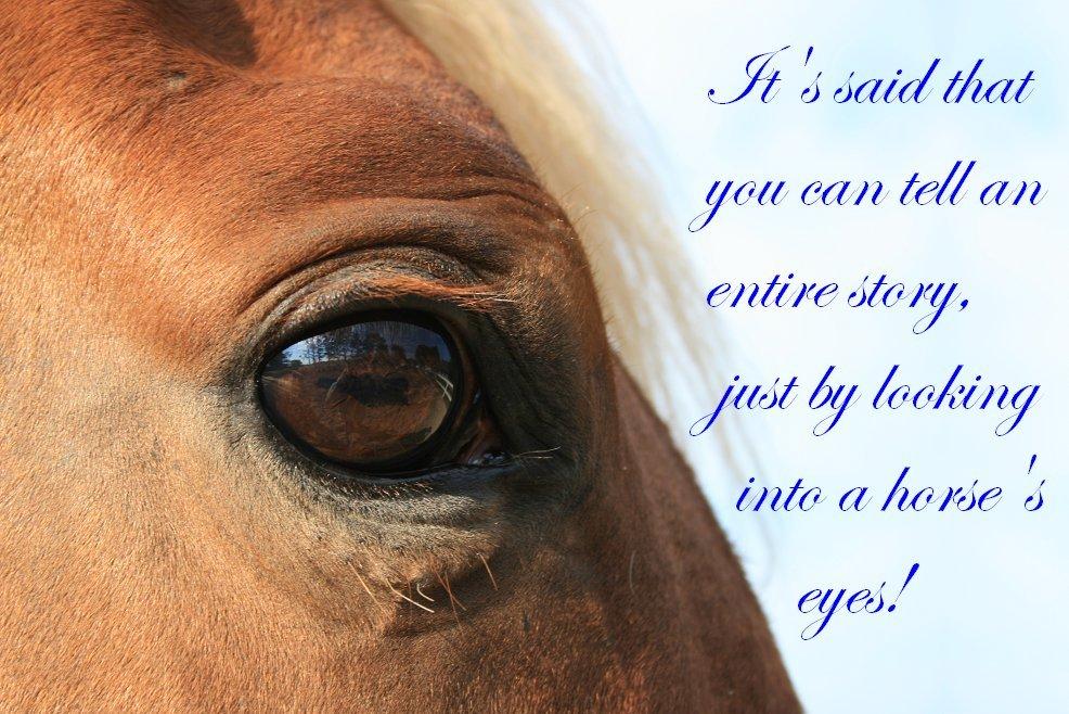 Heste citater til billeder billede 1