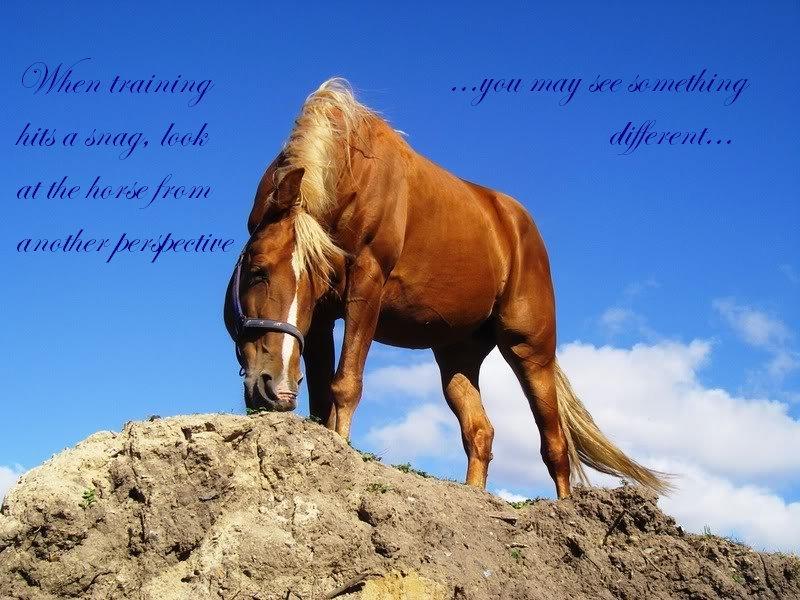 Heste citater til billeder billede 2