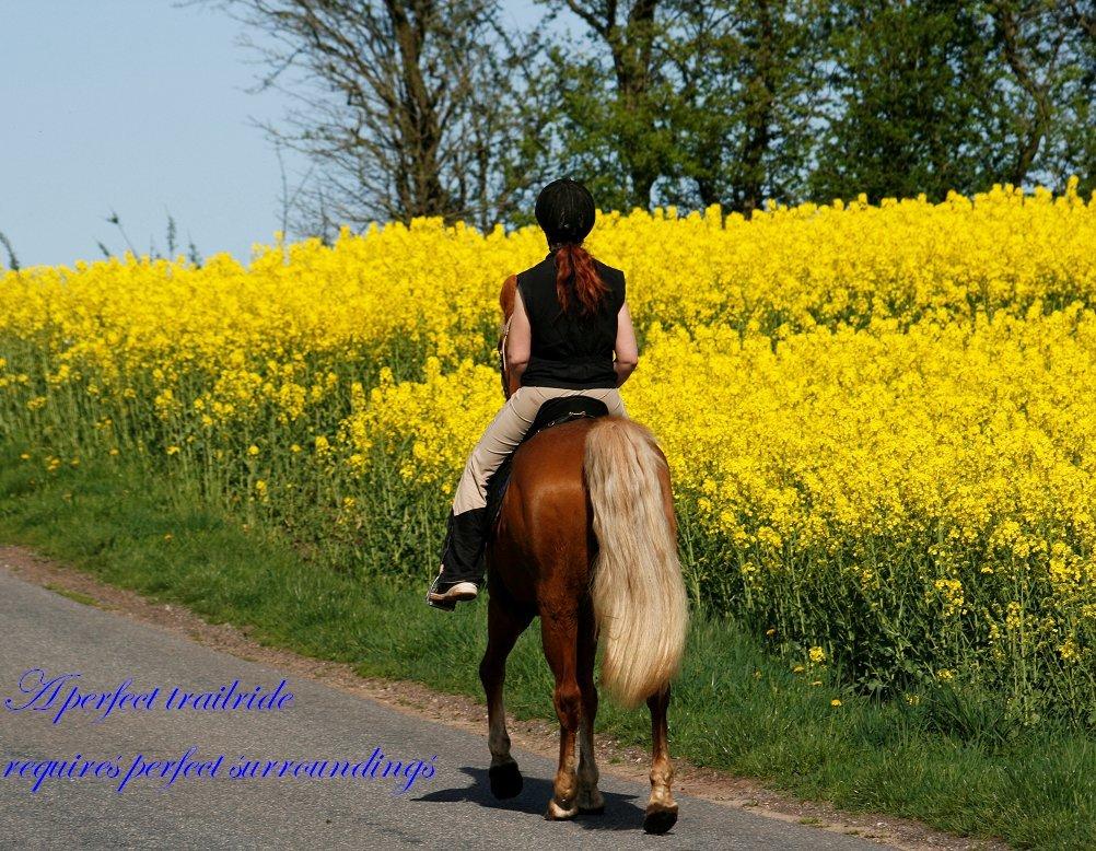 Heste citater til billeder billede 5