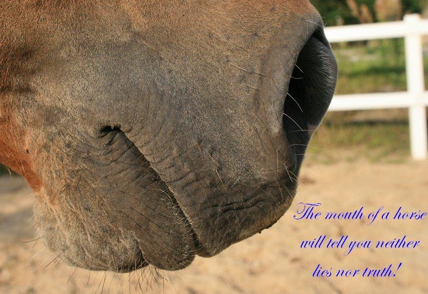 Heste citater til billeder billede 6