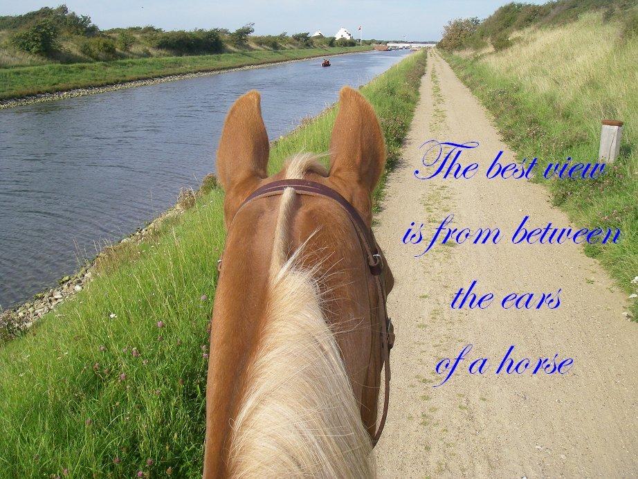 Heste citater til billeder billede 7