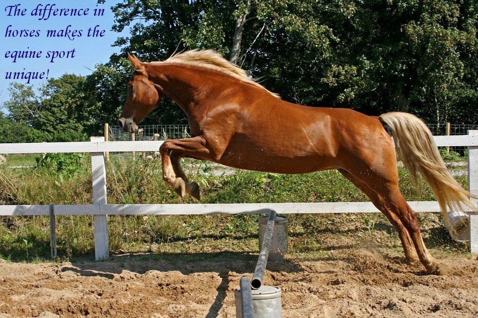 Heste citater til billeder billede 8