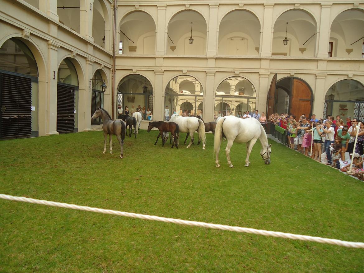Den Spanske Rideskole i Wien - De dejlige føller og deres mødre.. billede 34