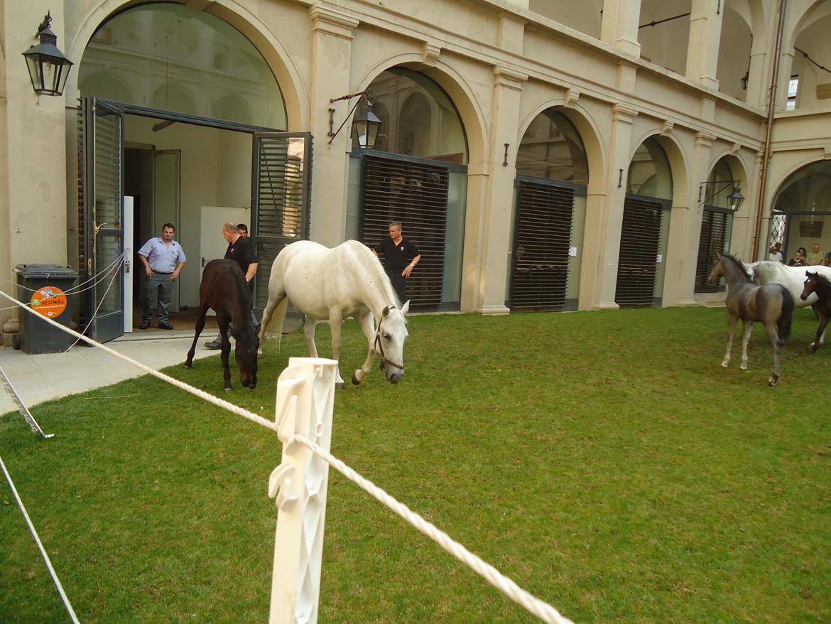 Den Spanske Rideskole i Wien billede 35