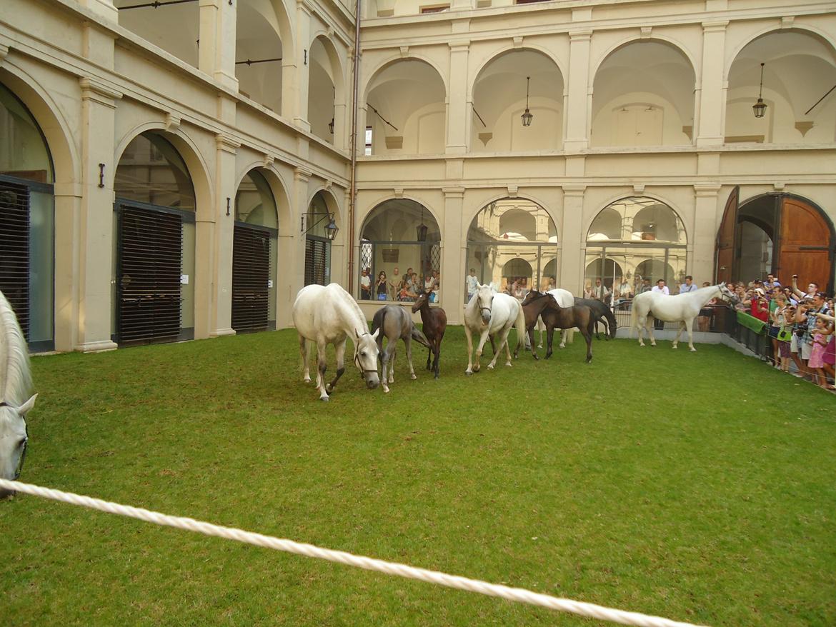 Den Spanske Rideskole i Wien billede 36