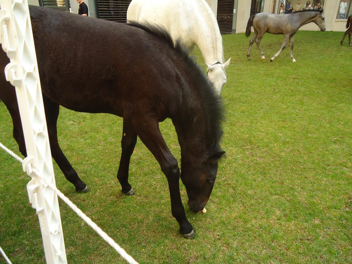 Den Spanske Rideskole i Wien billede 37