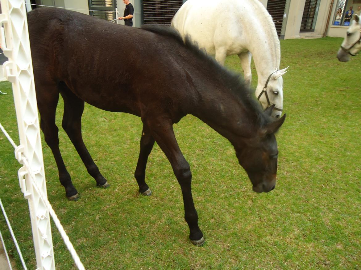 Den Spanske Rideskole i Wien billede 38
