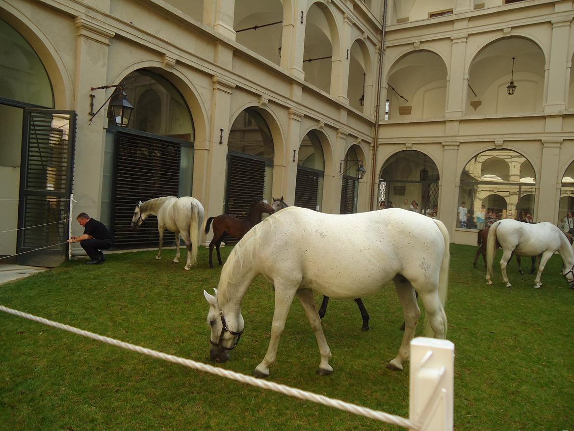 Den Spanske Rideskole i Wien billede 39