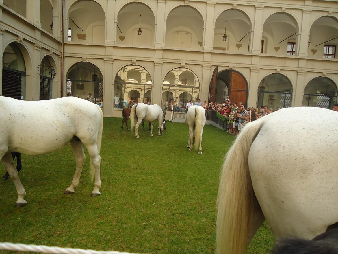 Den Spanske Rideskole i Wien billede 40
