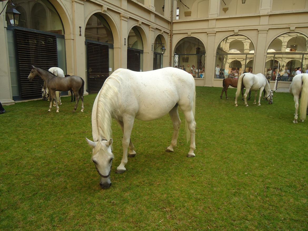 Den Spanske Rideskole i Wien billede 41