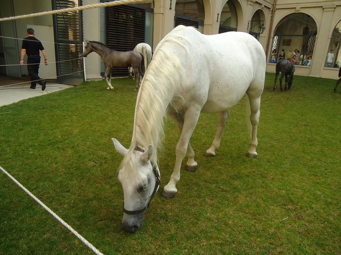 Den Spanske Rideskole i Wien billede 42