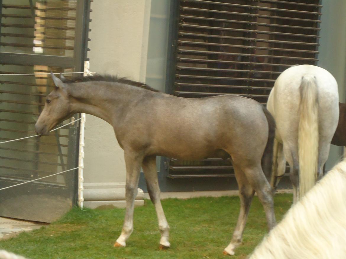 Den Spanske Rideskole i Wien billede 43