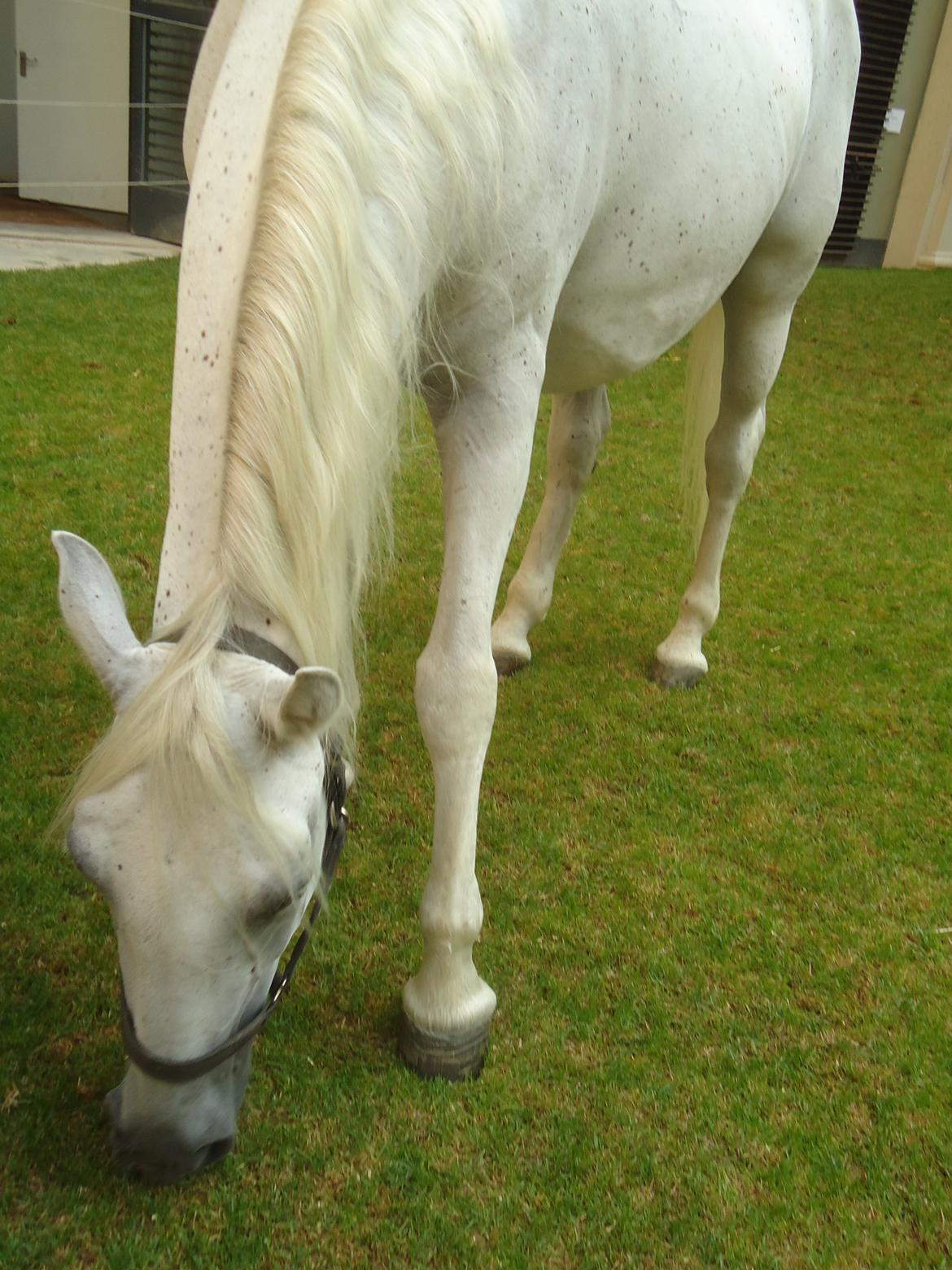 Den Spanske Rideskole i Wien billede 44