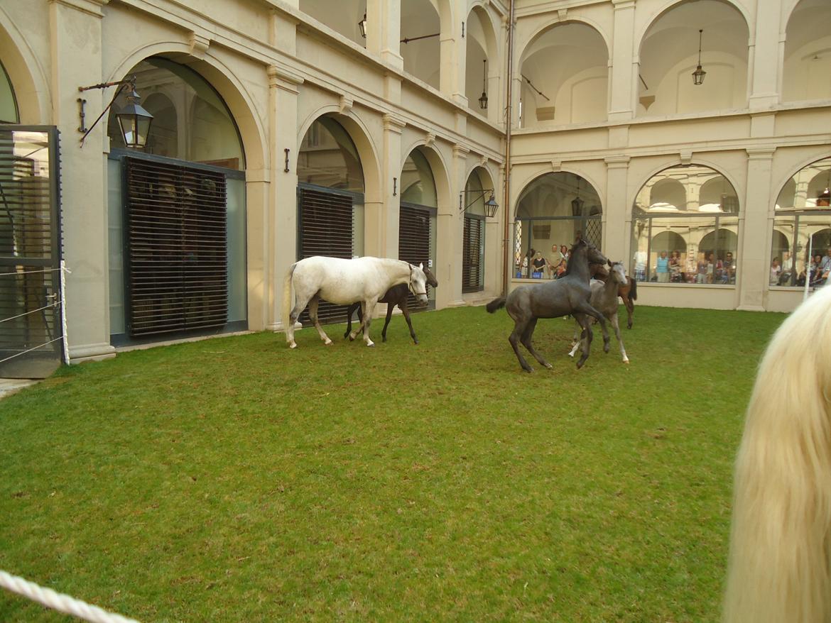 Den Spanske Rideskole i Wien billede 45