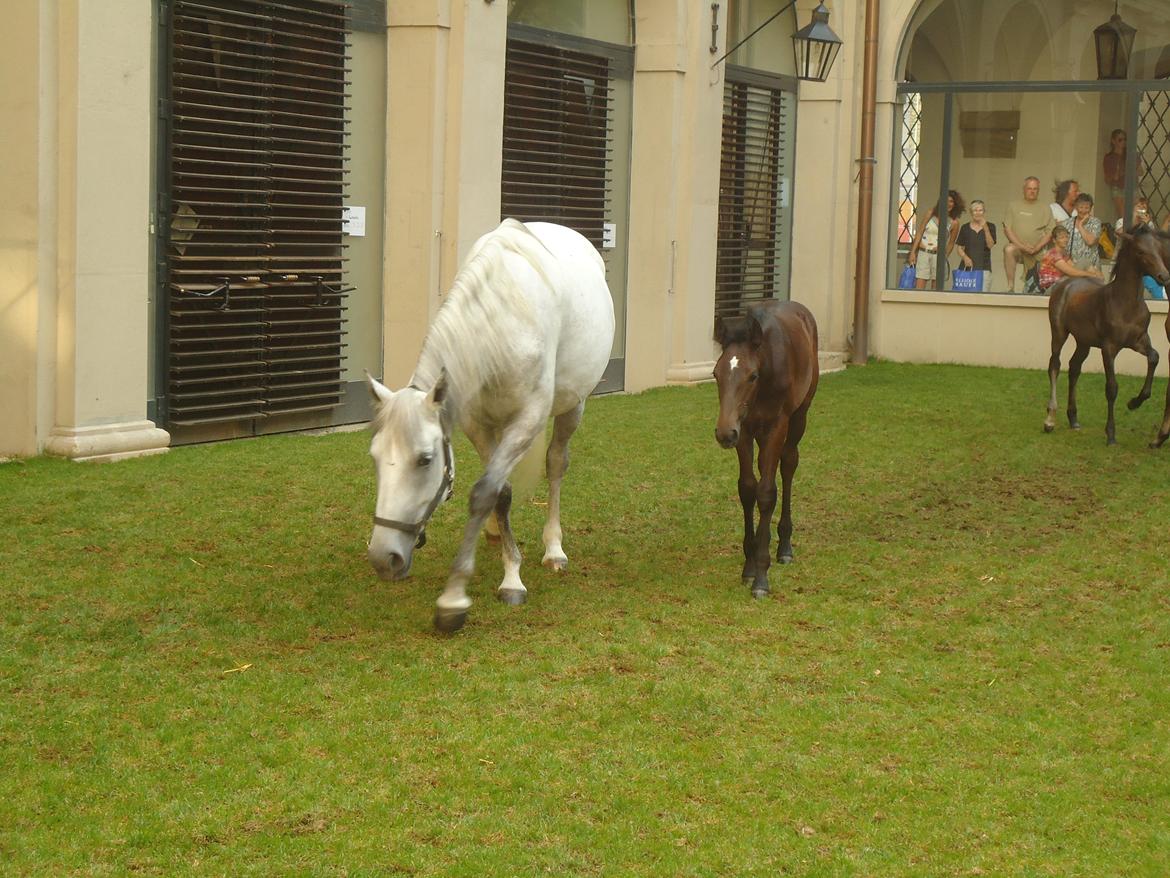 Den Spanske Rideskole i Wien billede 46