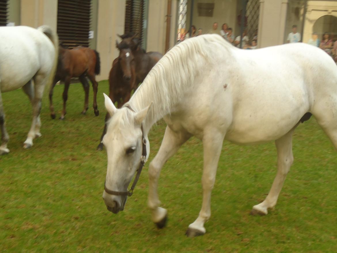 Den Spanske Rideskole i Wien billede 47