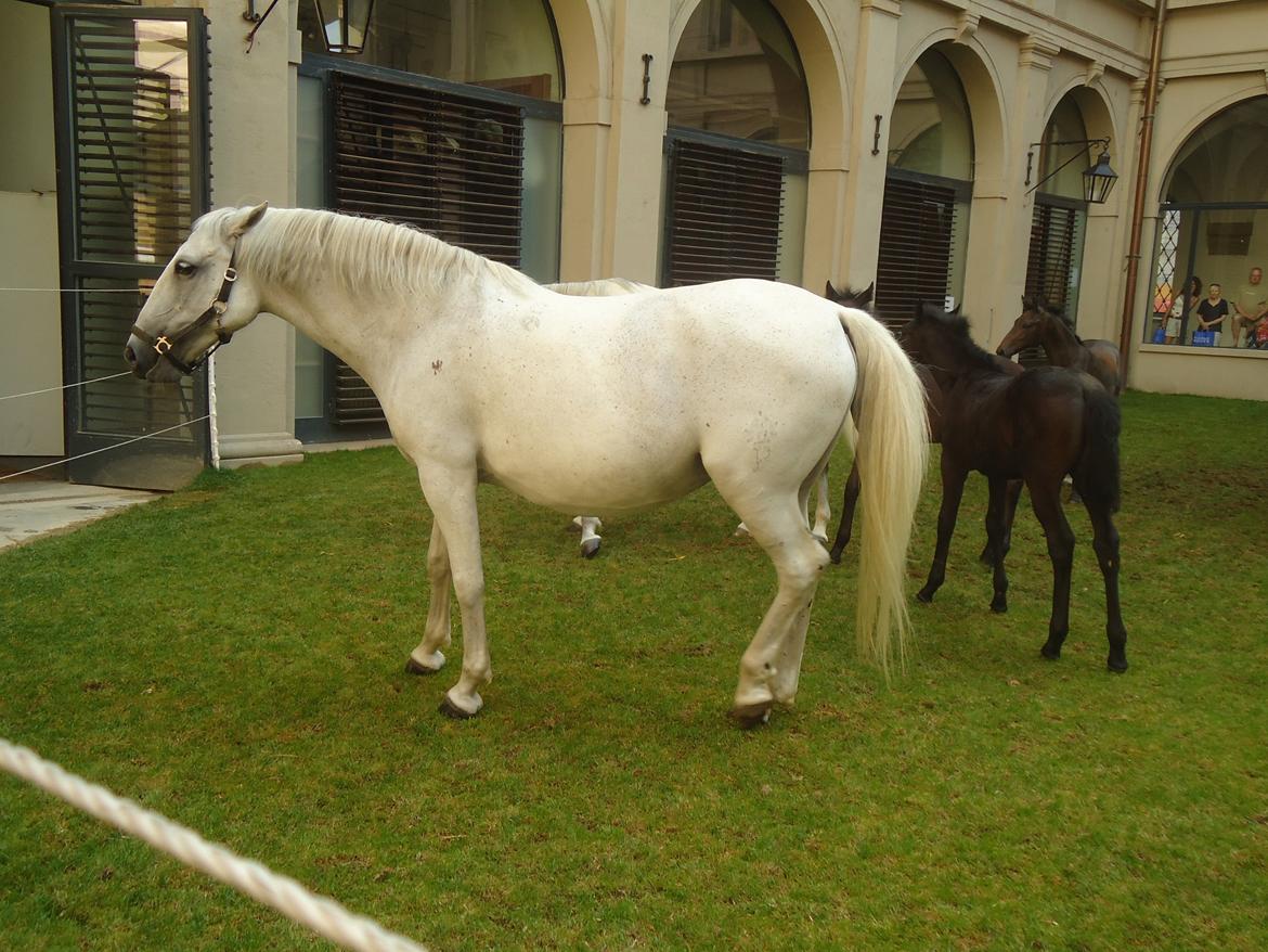 Den Spanske Rideskole i Wien billede 48